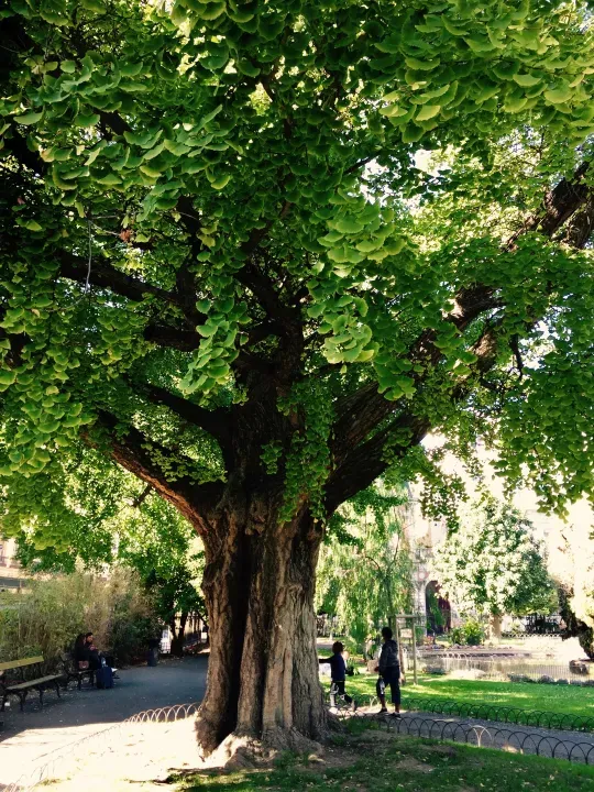 Arbre
