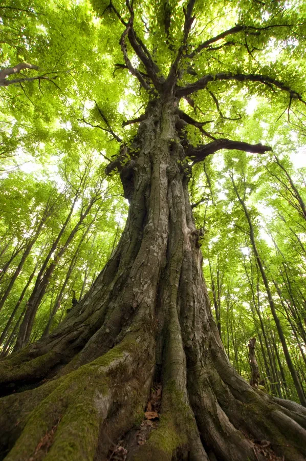 Tronc arbre